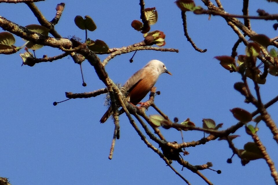 Sturnia blythii bird avian