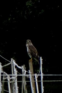 buteo 04 photo