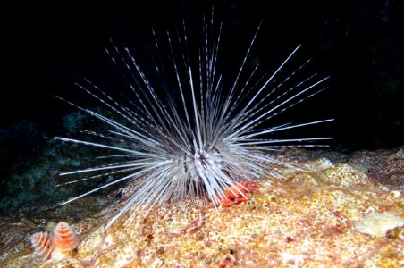 FGBNMS - long spined urchin photo