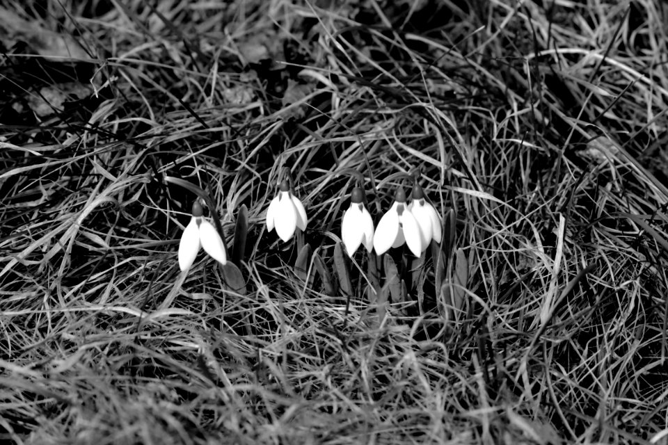 black and white