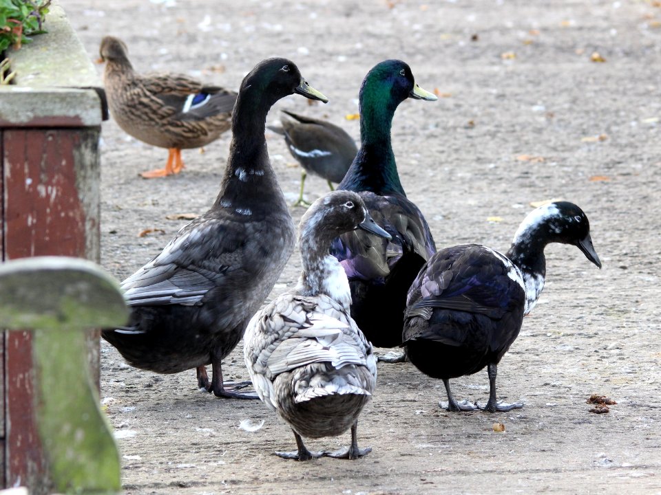 Cayuga ducks, (and friends).