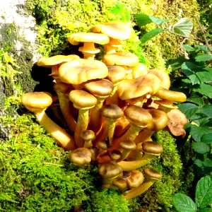 Fungus