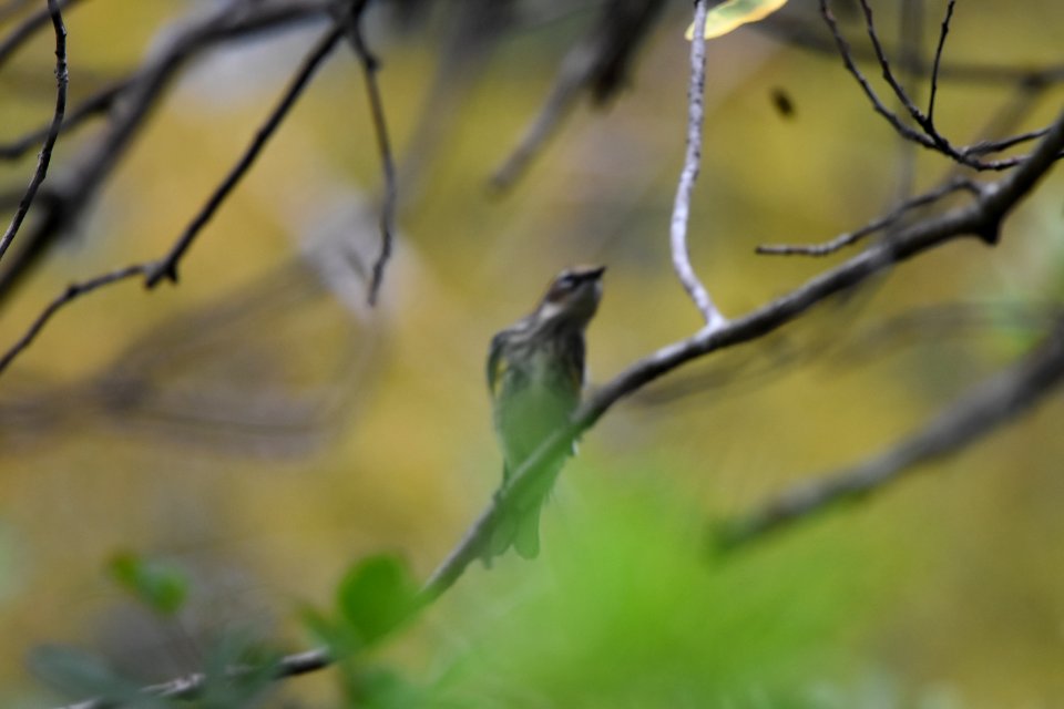 yellow-rumped warbler (myrtle warbler)
