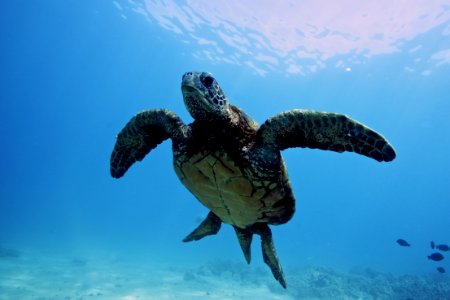 HIHWNMS - Green Sea Turtle photo