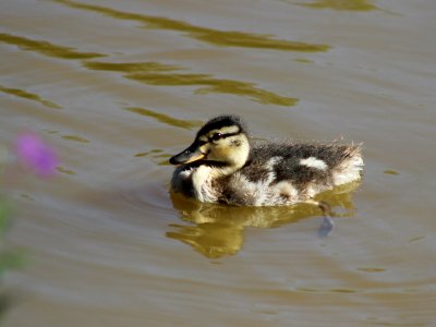 Duckling Pic 2 photo