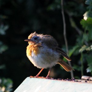 Bald Adult Robin photo