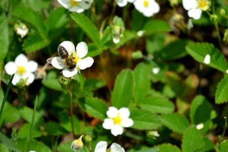Flower of wild strawberry