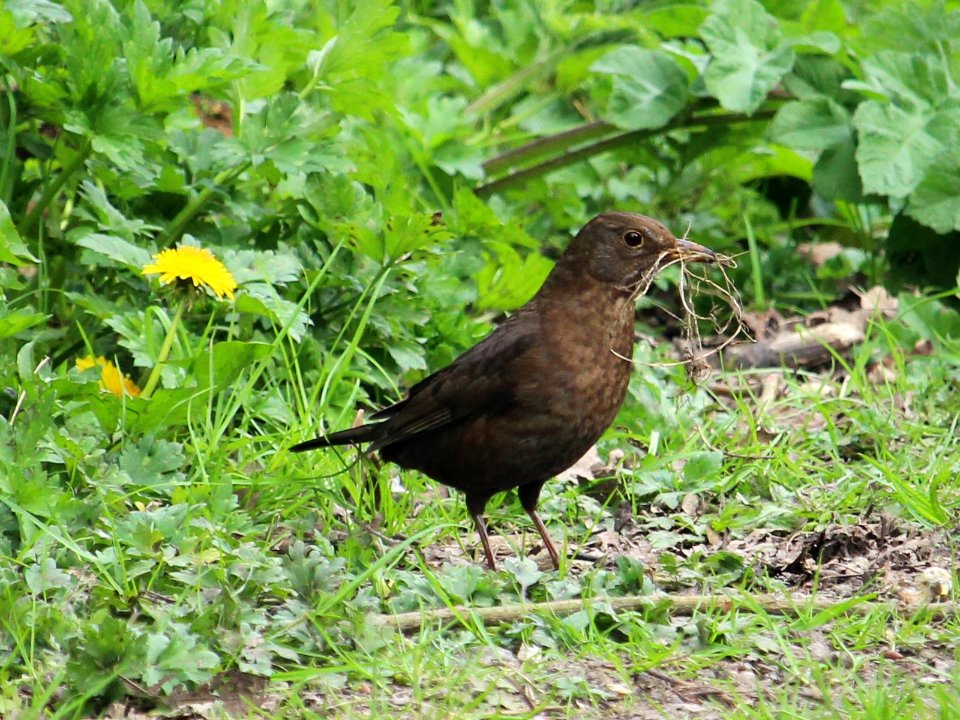 Nest Building Blackbird.