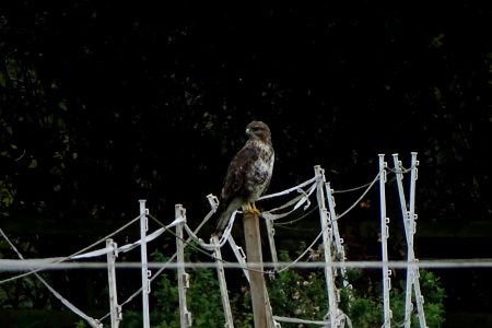 buteo 05 photo