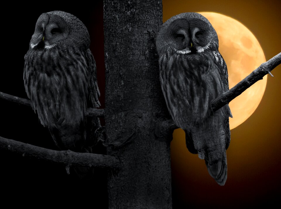 Moon wisdom feather