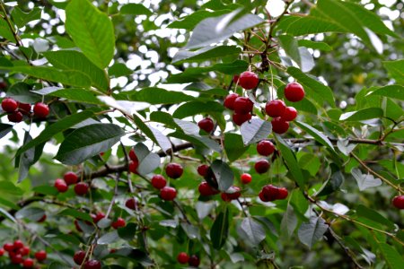 sour cherries