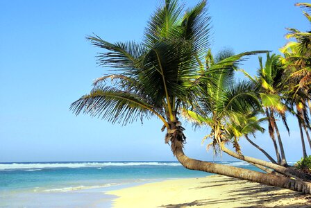 Coconut trees idleness holiday photo