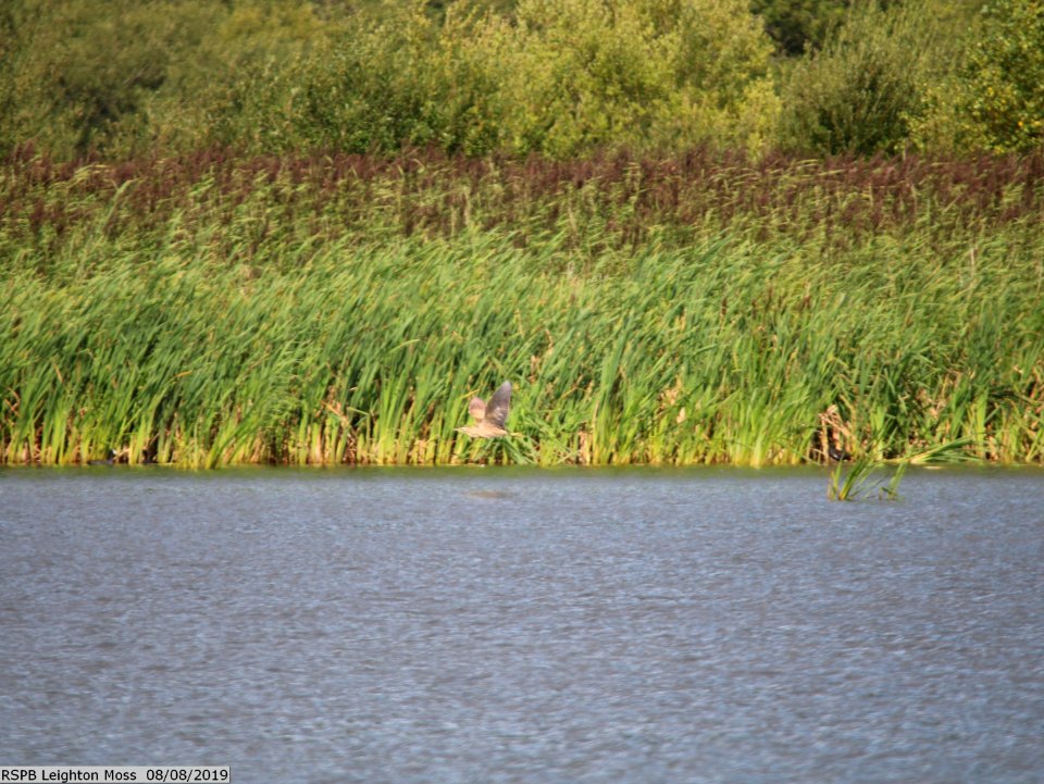 Distant Bittern photo