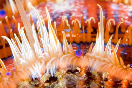 GRNMS - Lions Paw Scallop photo