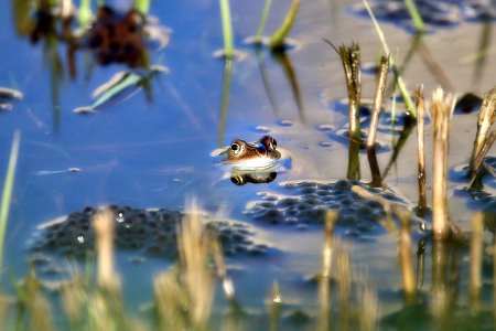 Grenouille photo