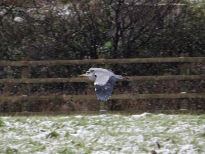 Dashing through the snow photo