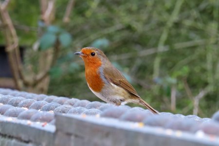 Robin Red Breast photo