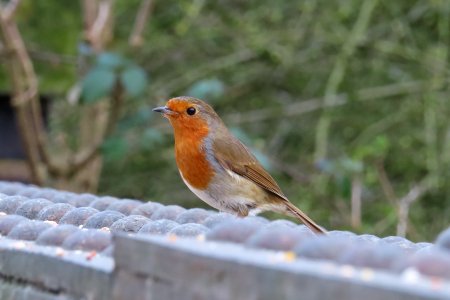 Robin Red Breast