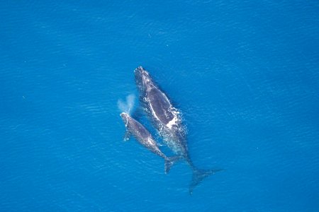 SBNMS -right whale photo
