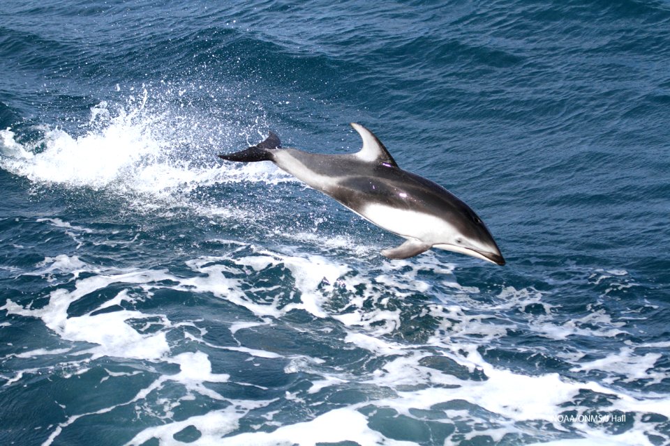CBNMS - pacific white sided dolphin