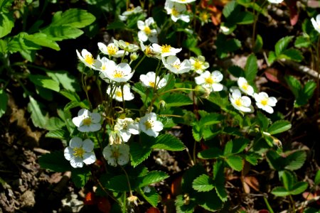 Flower of wild strawberry