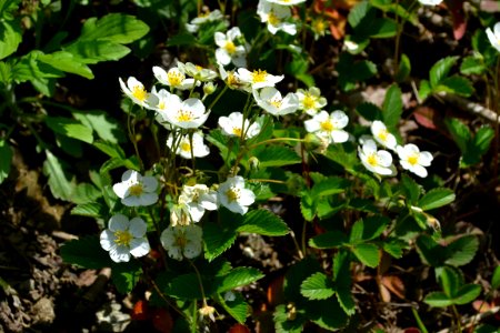 Flower of wild strawberry photo