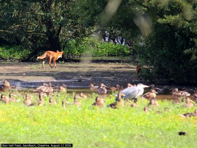 Cheshire Wildlife Friends