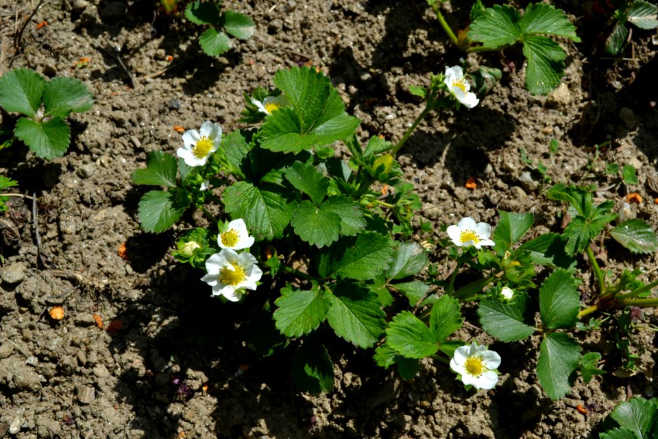 Strawberry flower