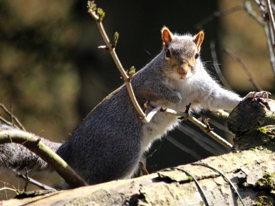Squirrel B photo