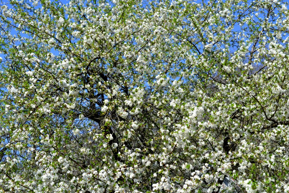 The trees bloomed