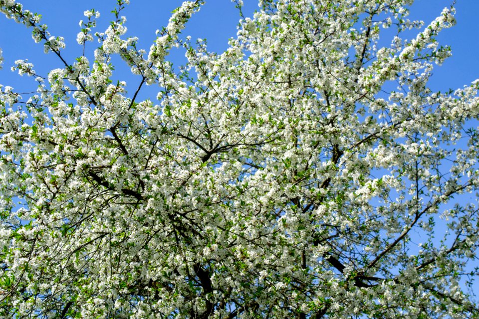 Flowers of spring