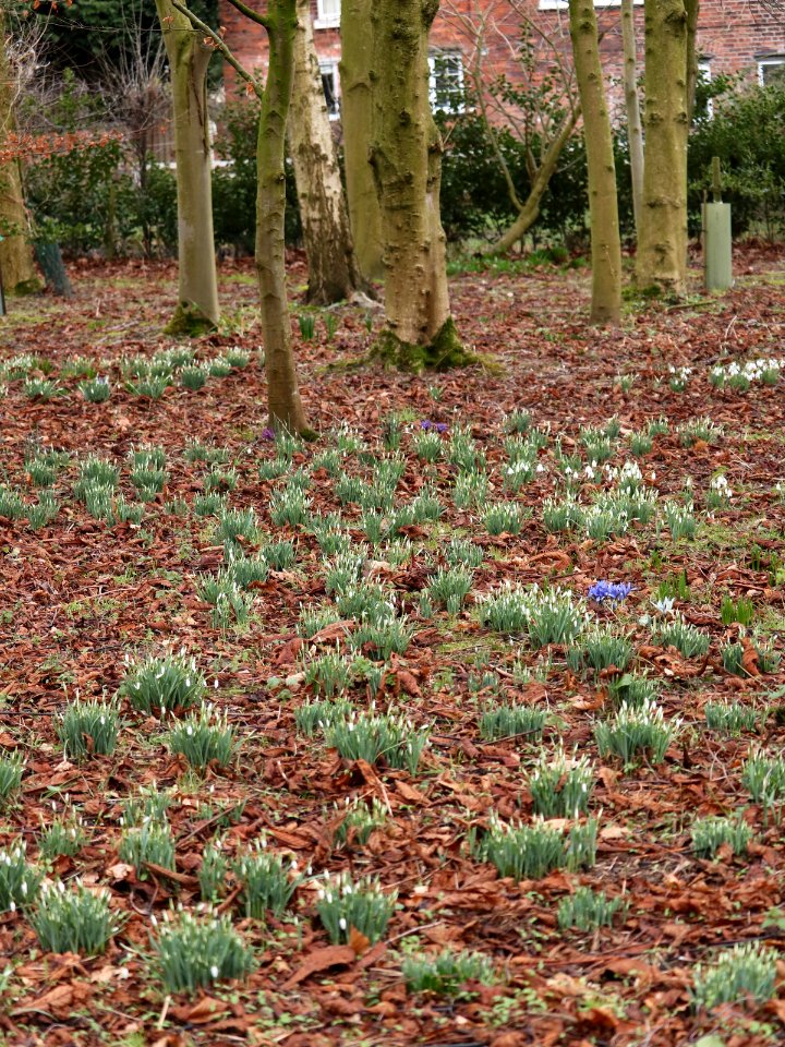 Maddock's Wood, Wheelock.