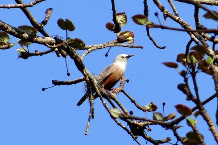 Sturnia blythii bird avian