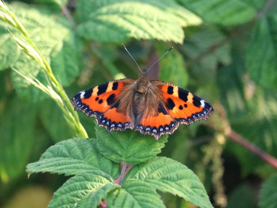 Small Tortoiseshell