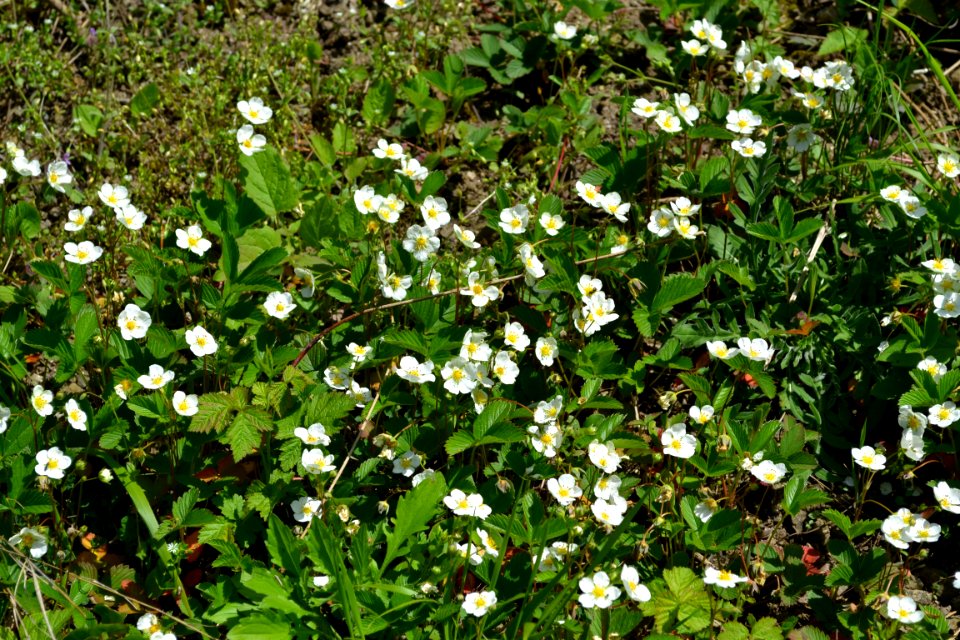 Flower of wild strawberry