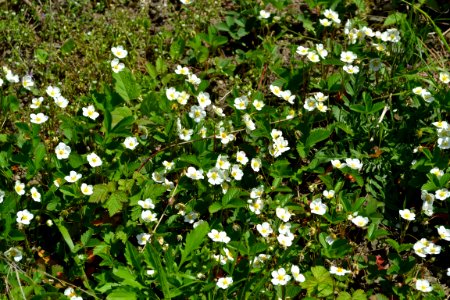 Flower of wild strawberry