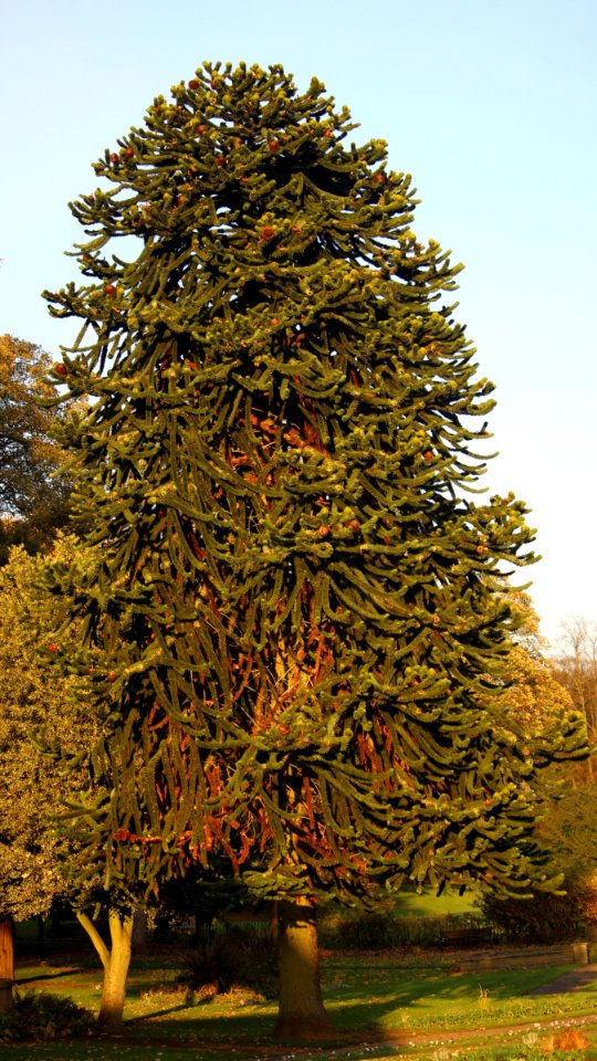 Araucaria araucana