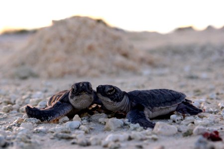 PMNM - sea turtle hatchlings photo