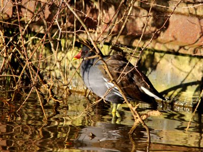 Coy Moorhen