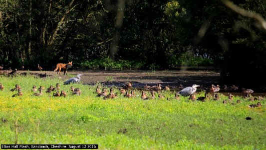 Cheshire Wildlife Friends