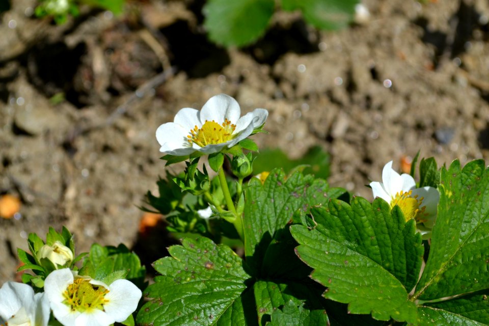 Strawberry flower