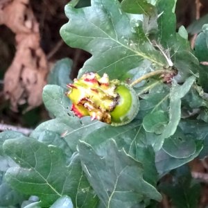 Andricus quercuscalicis - Acorn knopper gall wasp photo