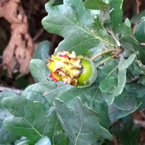 Andricus quercuscalicis - Acorn knopper gall wasp