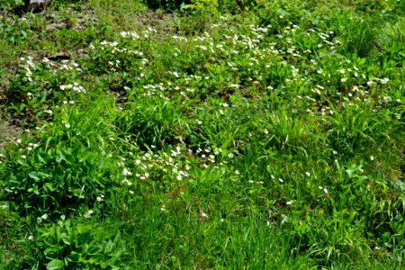 Flower of wild strawberry