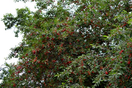 sour cherries