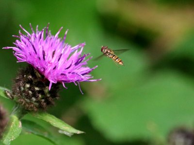 Hoverfly