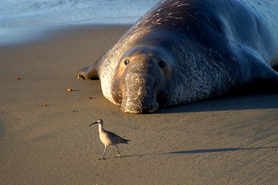 MBNMS - Male Elephant Seal And Shorebird photo