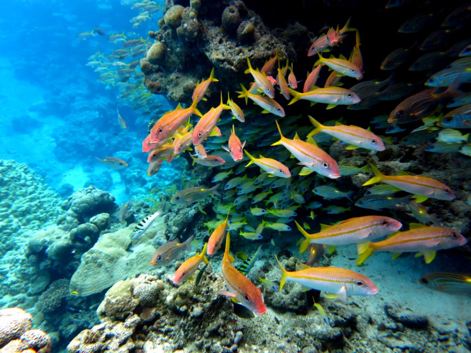NMSAS - Rose Atoll Fish