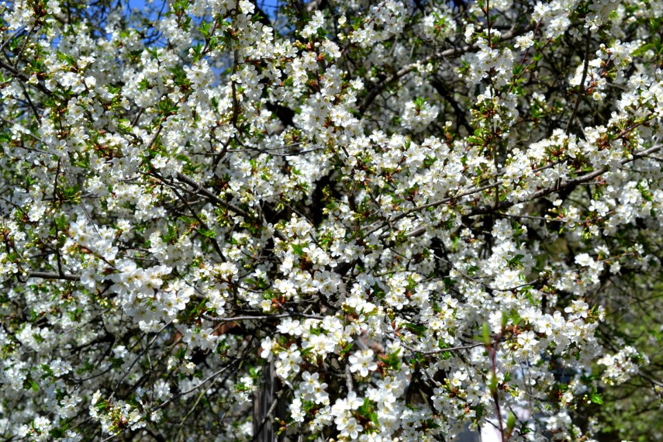 The trees bloomed