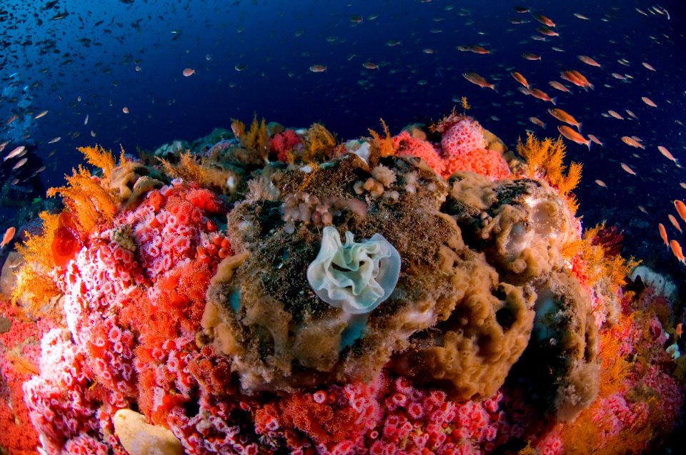 CBNMS - Corynactis californica - strawberry corallimorpharian (Corallimorphidae) *Garveia annulata- orange hydroid (Bougainvilliidae)